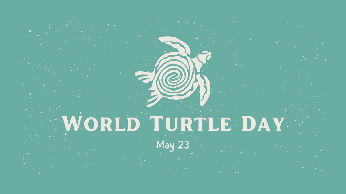 World Turtle Day 2025 A Global Call to Protect Ancient Reptiles