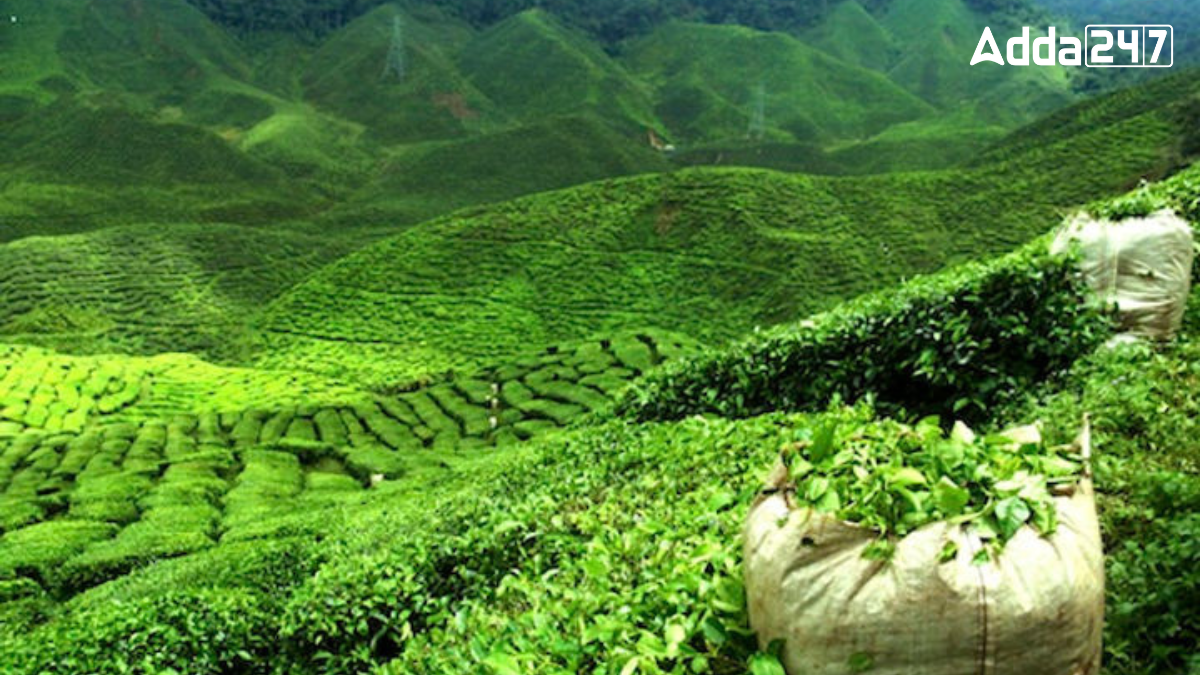 Which Indian State is Known as the Tea Basket of India?