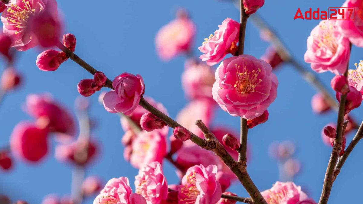 What is the National Flower of China? Know its Name