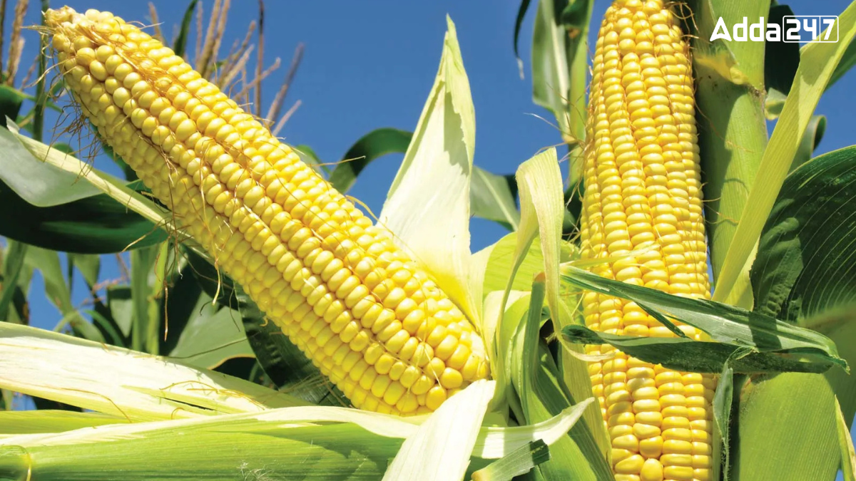Top-5 Corn Producing States of the United States, Know About Them