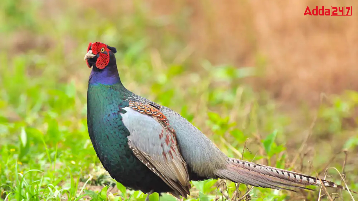 What is the National Animal of Japan? Know About It