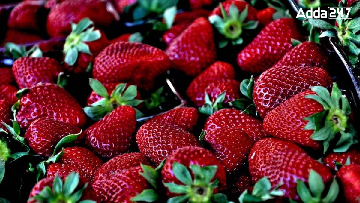 Top-5 Strawberry Producing Countries in the World, Know the Names