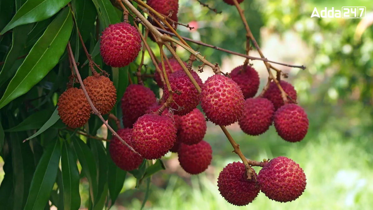 Top-3 Litchi Producing States in India by 2025, Know the Names