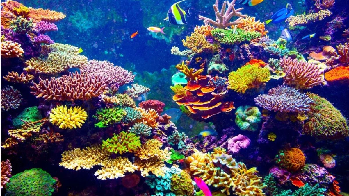 India’s First Underwater Museum to Be Built Around INS Guldar in Maharashtra