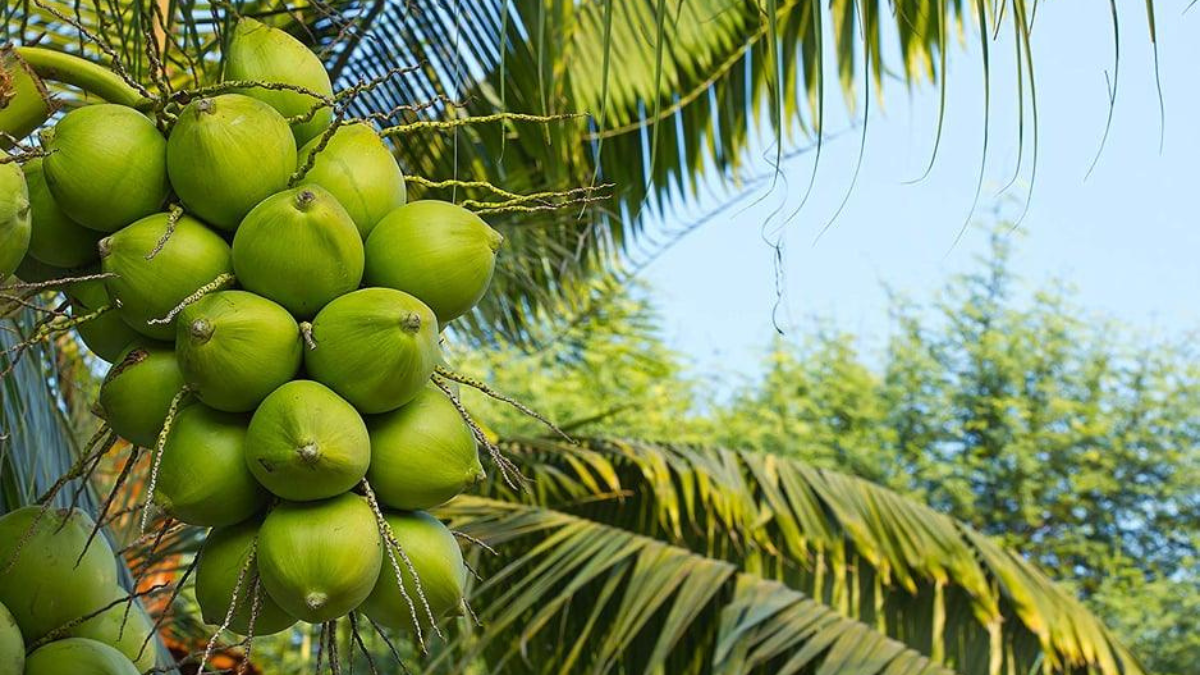 Top-5 Coconut Producing Countries in the World in 2025