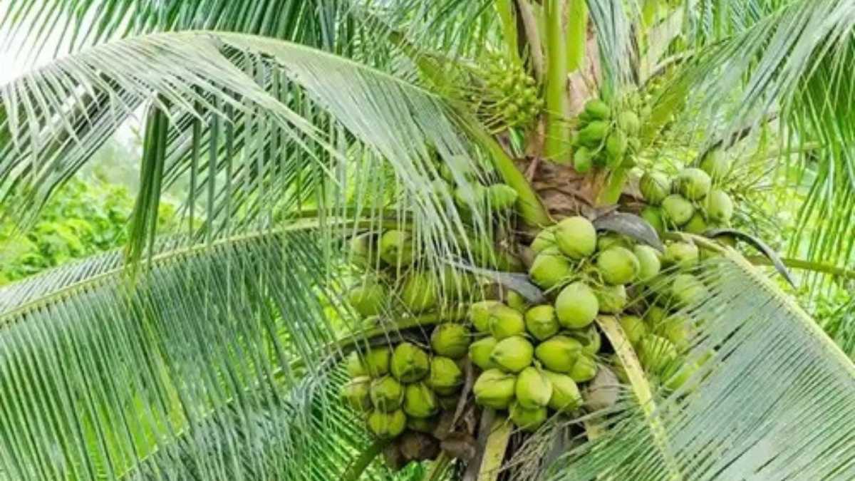 Which Indian State is Known as the Land of Coconut?