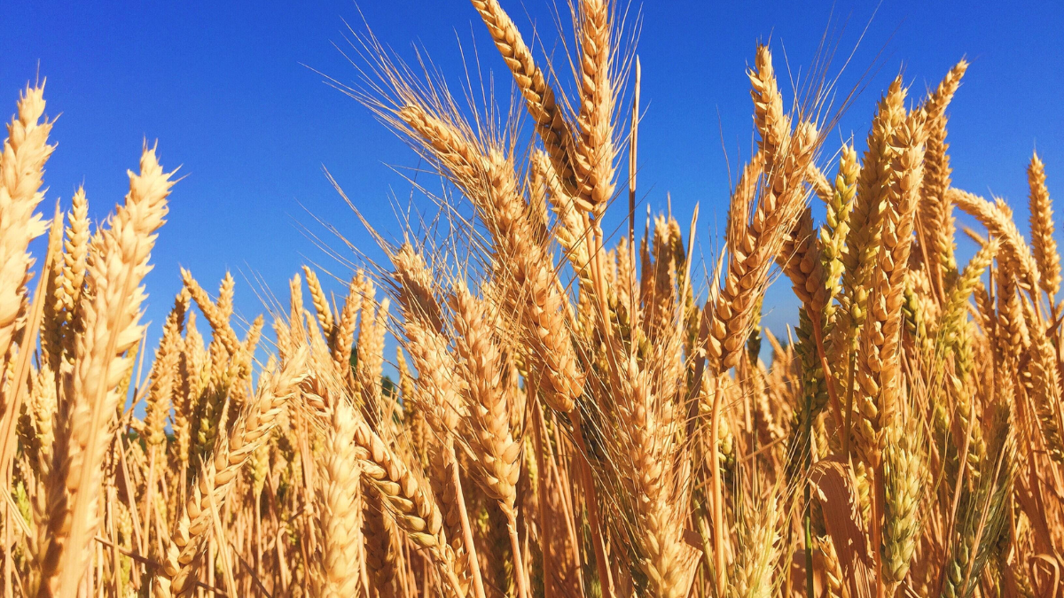 Top-5 Wheat Exporting Countries in the World in 2025, Know About Them