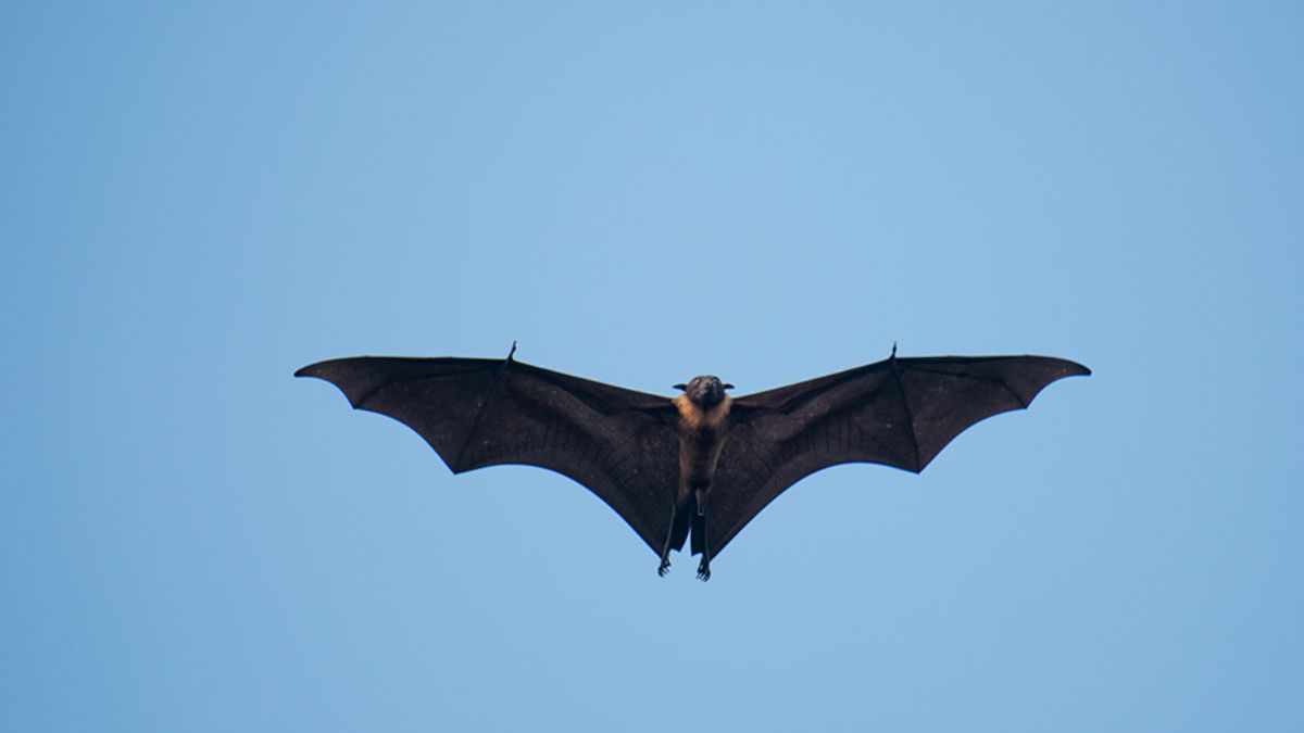 China Detects Two New Bat Viruses with Potential to Infect Humans