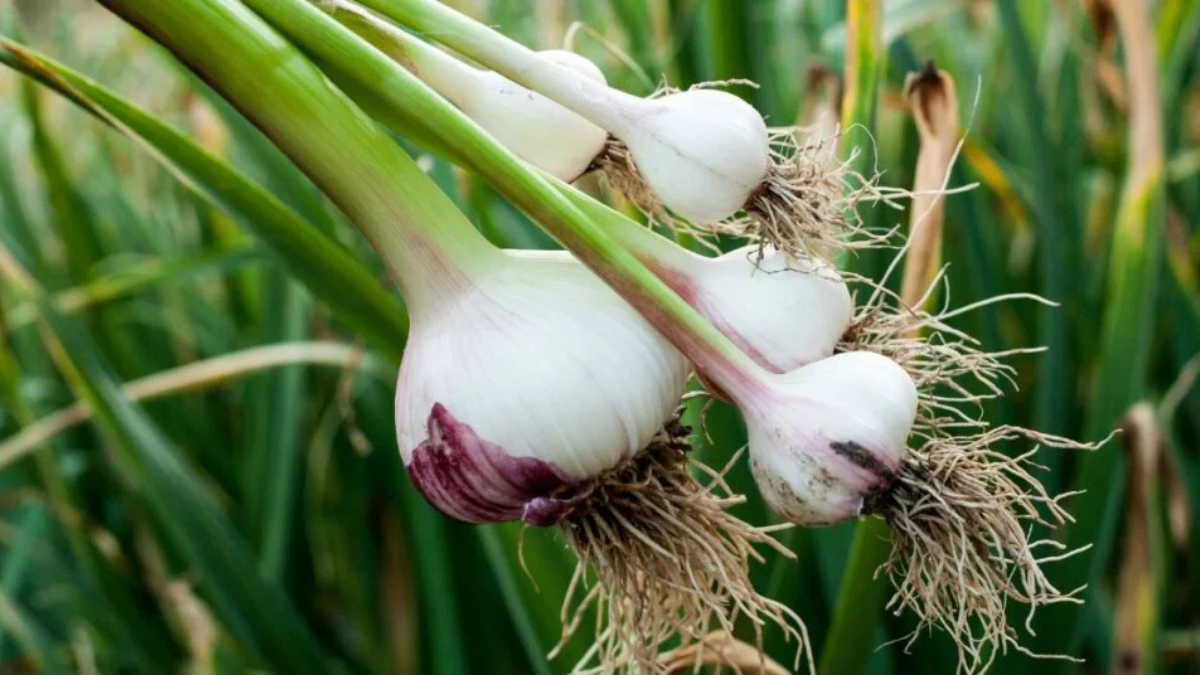 Top-5 Garlic Producing Countries in the World in 2025, Know About Them