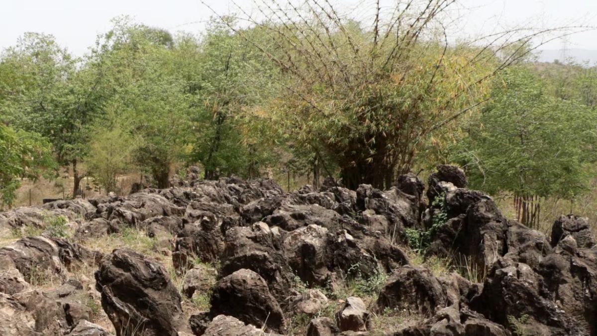 Salkhan Fossils Park Joins UNESCO’s Tentative List of World Heritage Sites
