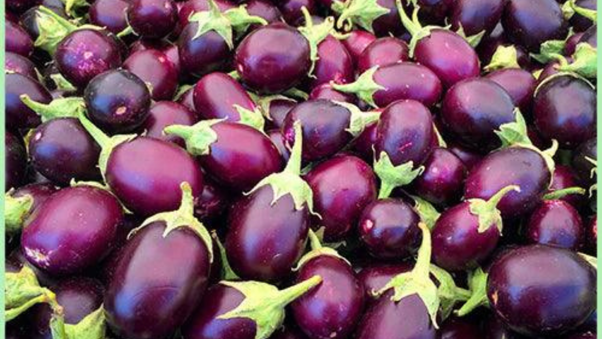 Top-5 Brinjal Producing Countries in the World in 2025, Know About Them