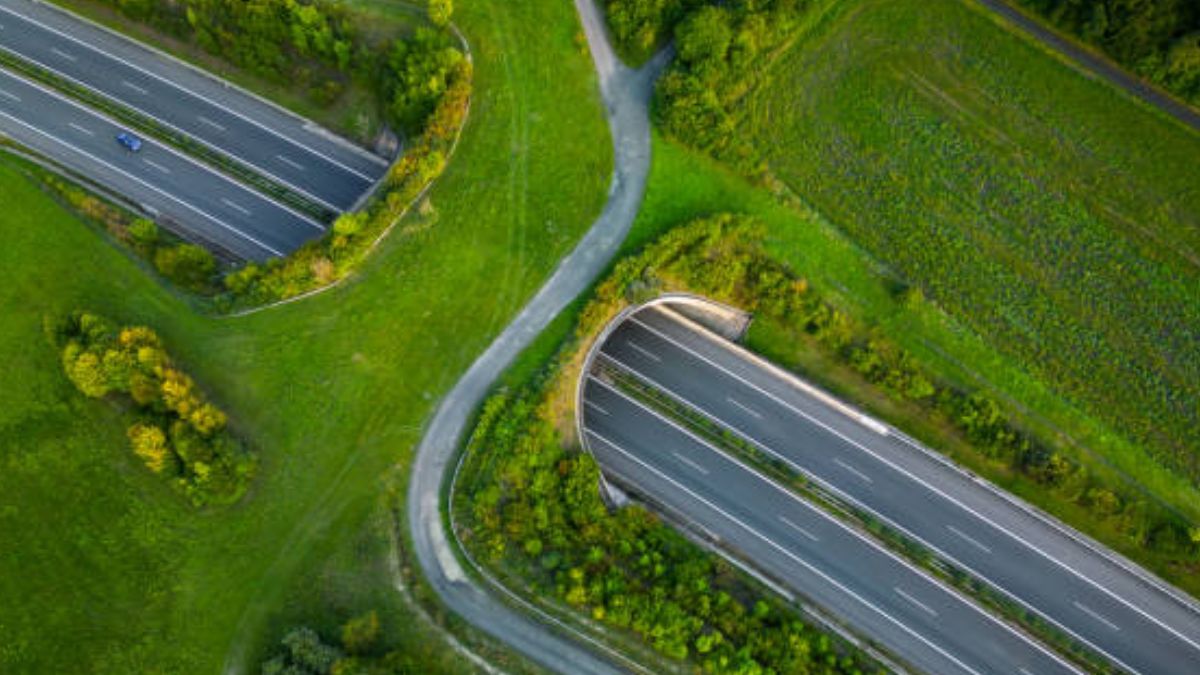 India’s Longest Animal Overpass Corridor Unveiled on Delhi-Mumbai Expressway
