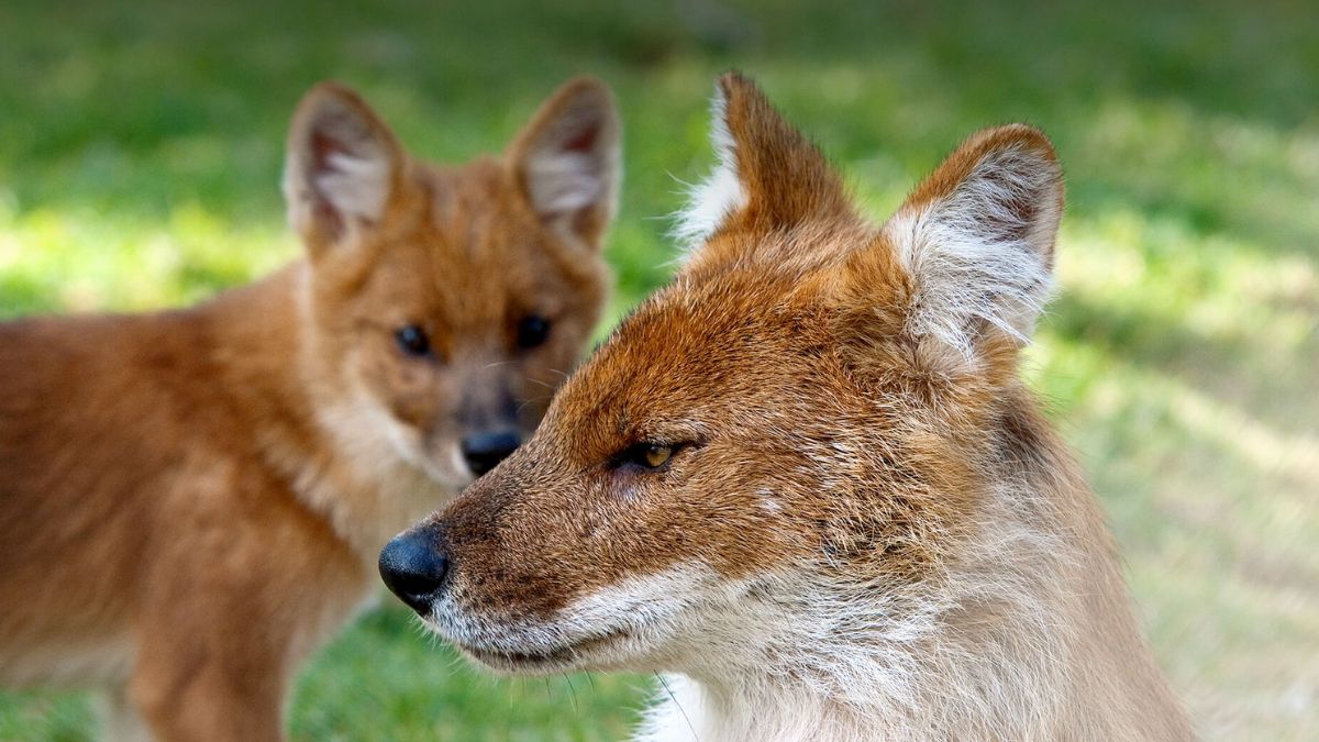 Elusive Return Asiatic Wild Dog Spotted Again in Kaziranga Landscape