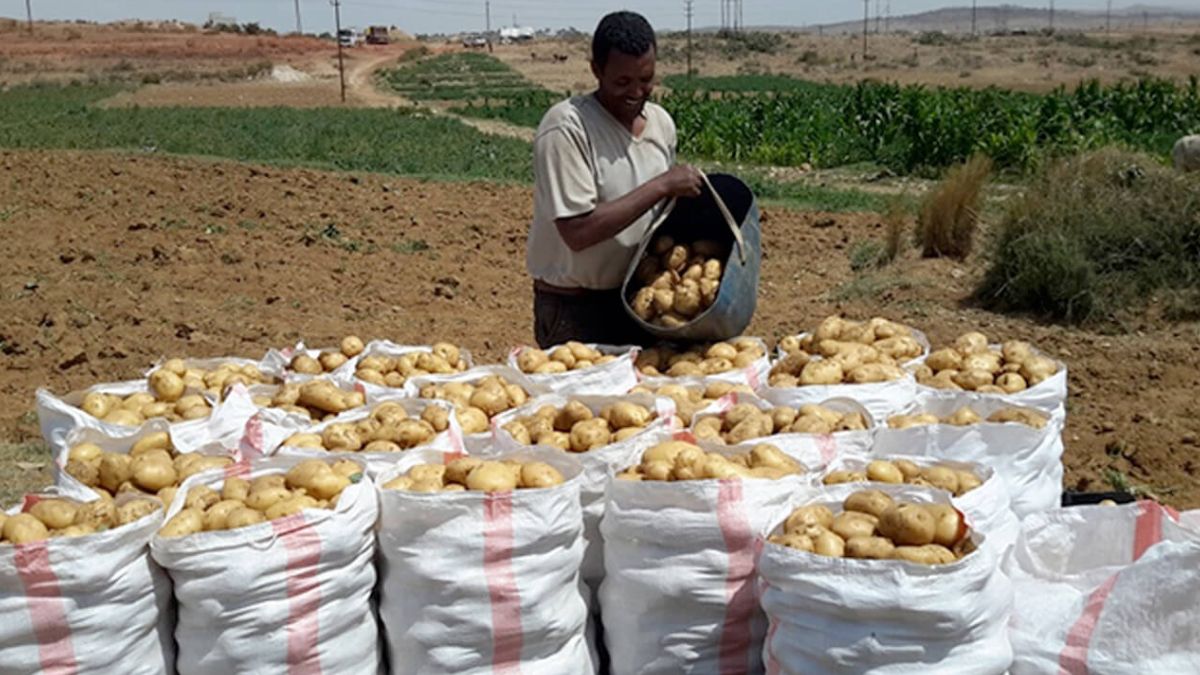 India to Host Global Potato Research Hub in Agra