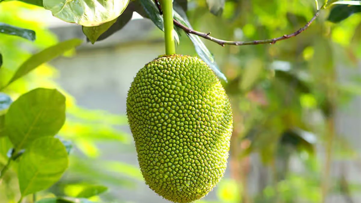 Top-5 Jackfruits Producing Countries in the World in 2025, Know About Them