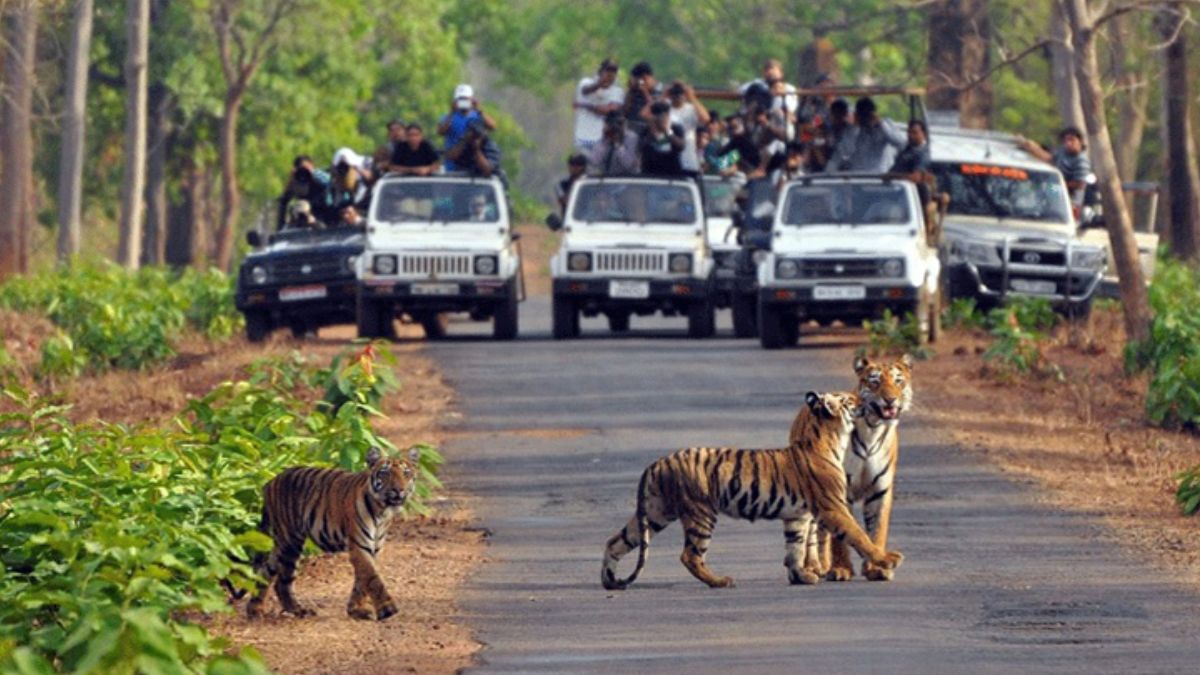 Haryana to Build Asia’s Biggest Jungle Safari