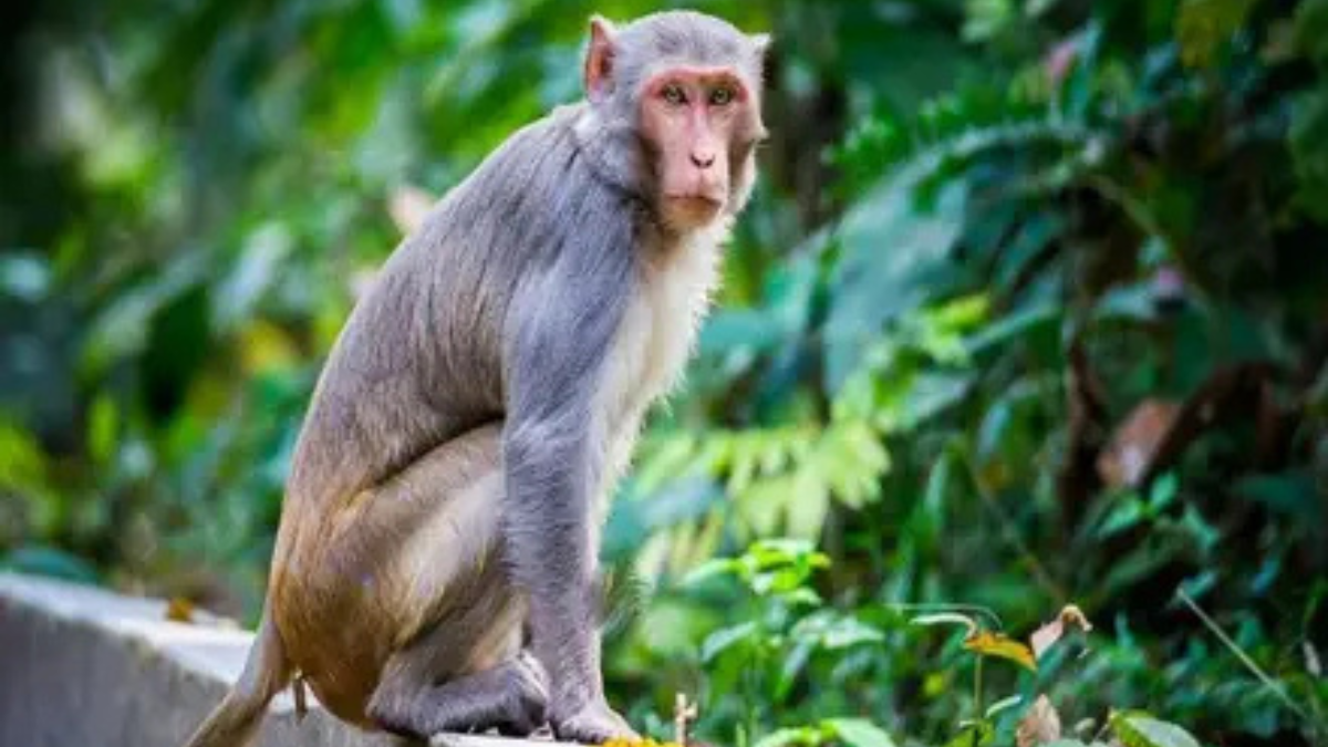 Which District of Haryana is Known as the City of Monkeys?