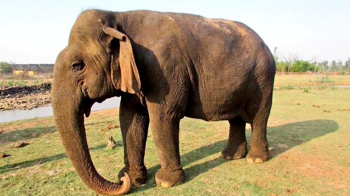 Asia's Oldest Elephant ‘Vatsala’ Passes Away at Panna Tiger Reserve