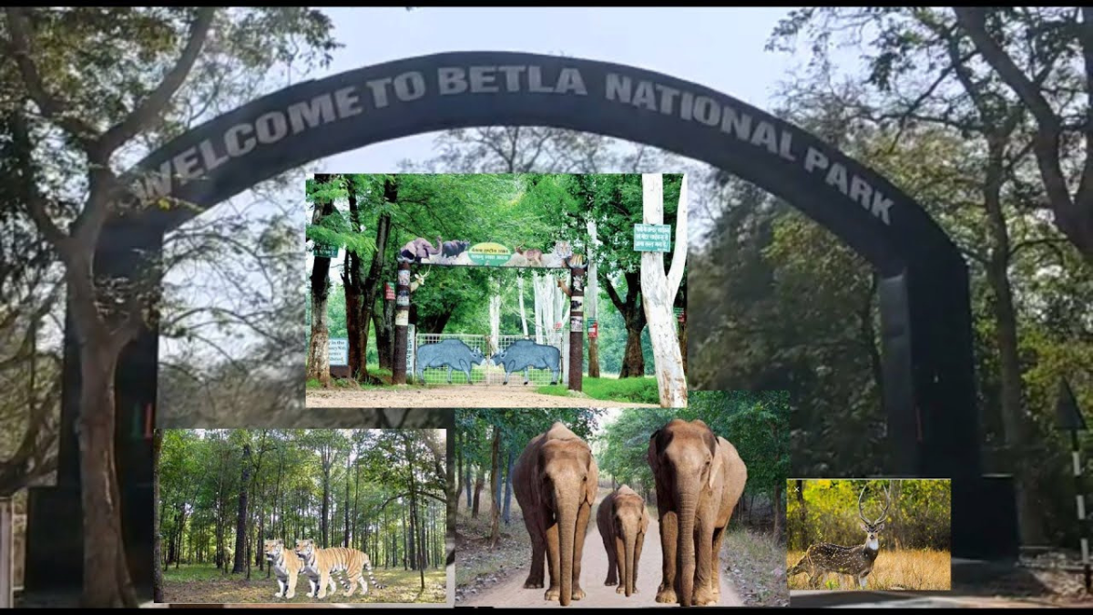 In Which State is Betla National Park Located?