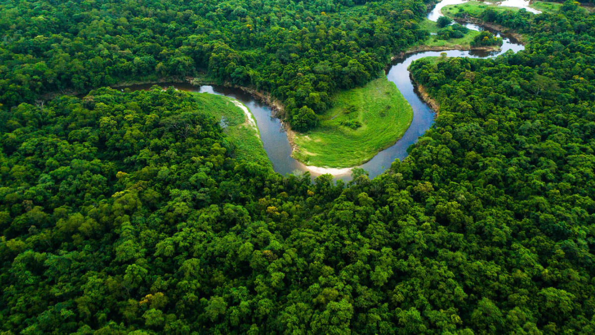 Top-10 Largest Mangrove Forests in the World, Know the Names