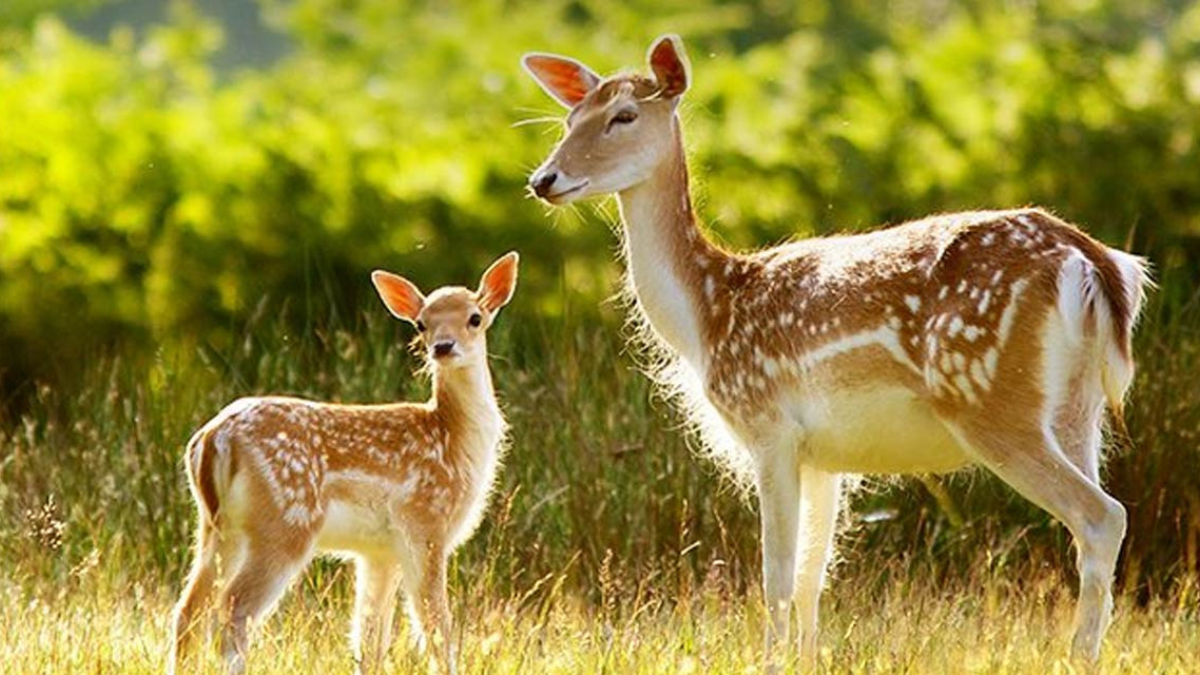 In Which State is Mrugavani National Park Located?