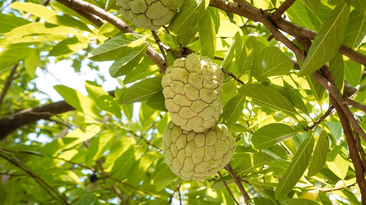 Top-5 Custard Apples Producing States in India in 2025