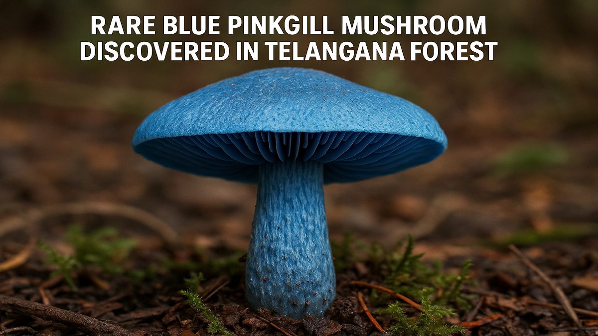 Rare Blue Pinkgill Mushroom Discovered in Telangana Forests