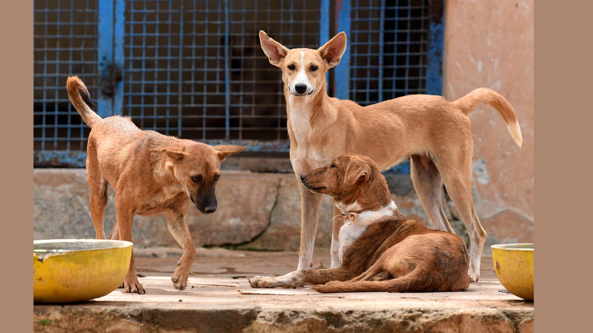 Top-5 Indian States with the Highest Number of Stray Dogs per 1,000 Person