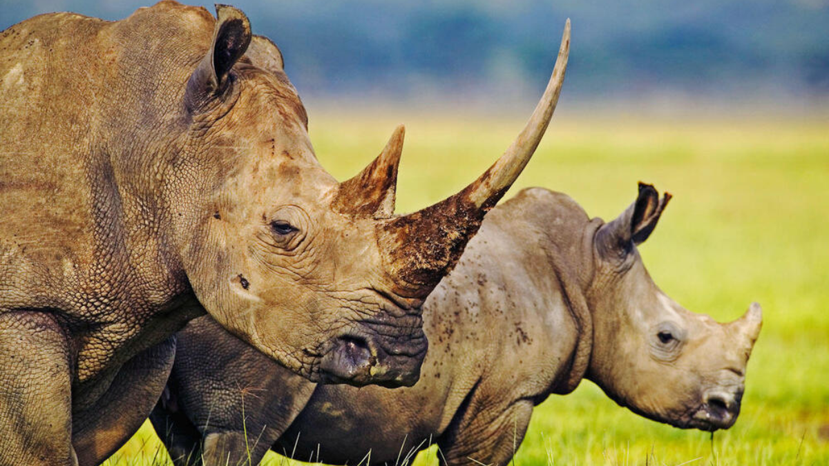 Which Country has the Most One-Horned Rhinoceros in the World?