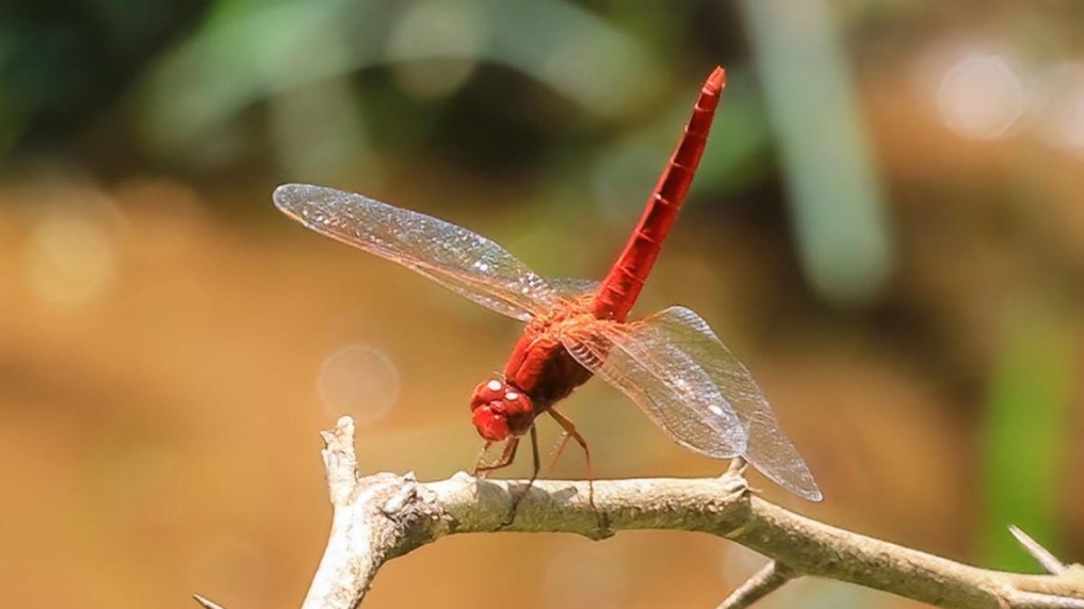 Rare Dragonfly Reconfirmed in Western Ghats Highlands