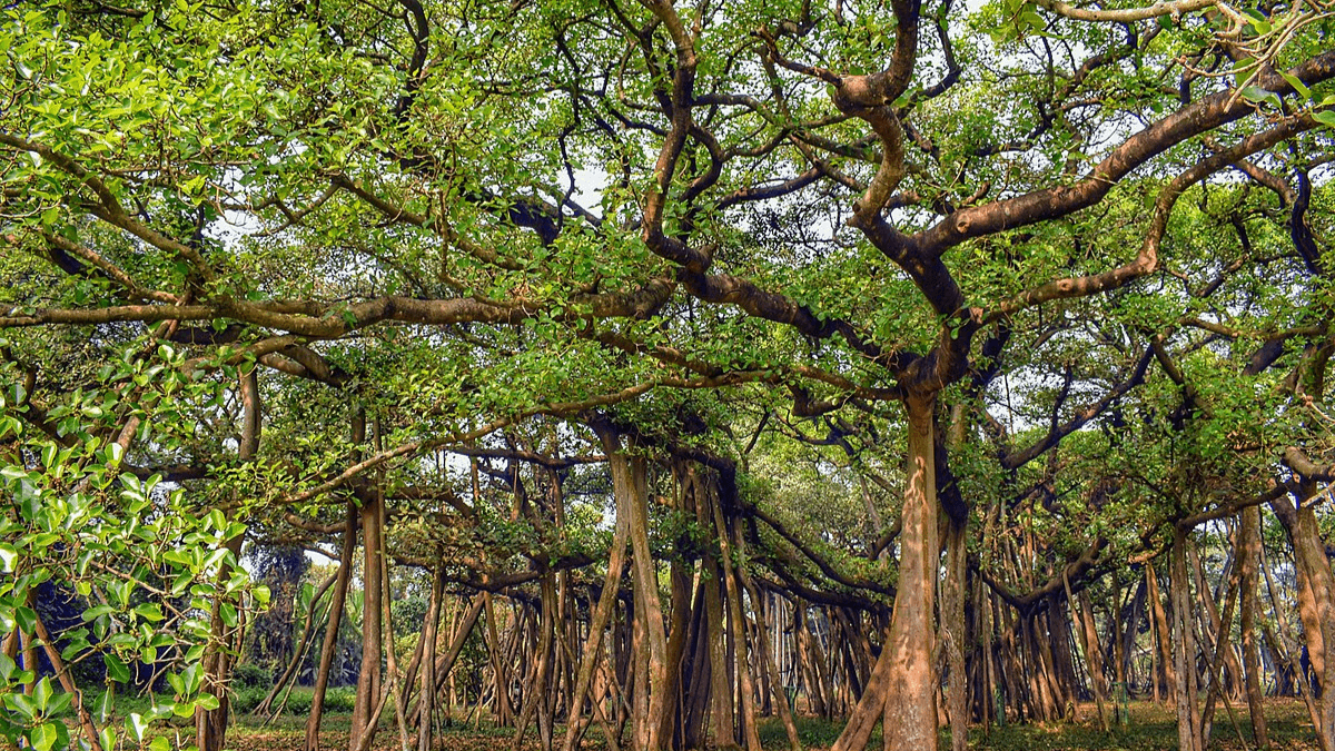 Which Indian Town is Famous for the Great Banyan City?