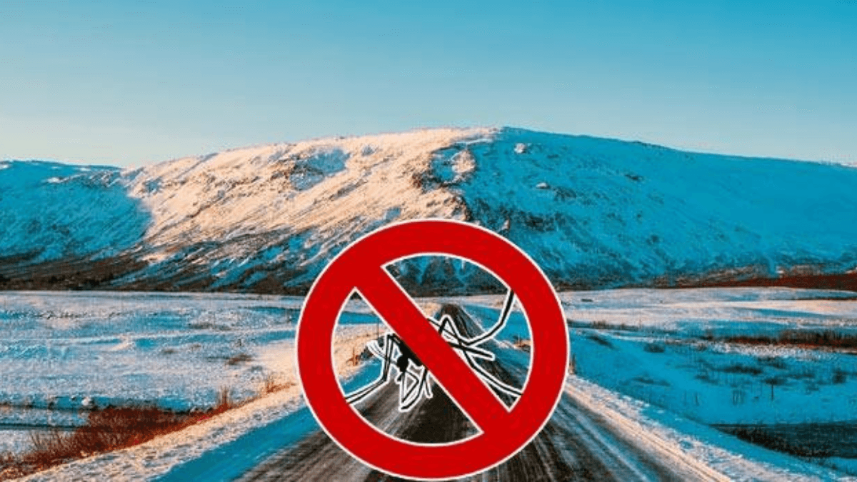 Which is the Mosquito Free Country in the World? Know the Name