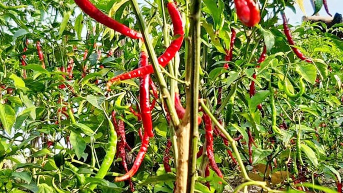 Manipur Hosts Hathei Chilli Festival to Promote GI-Tagged Local Crop