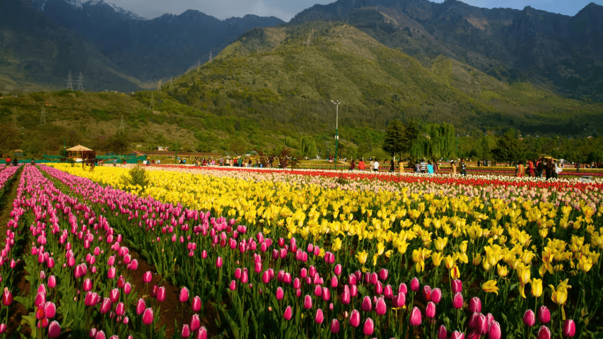 Top-5 Indian States with the Most Tulips in 2025