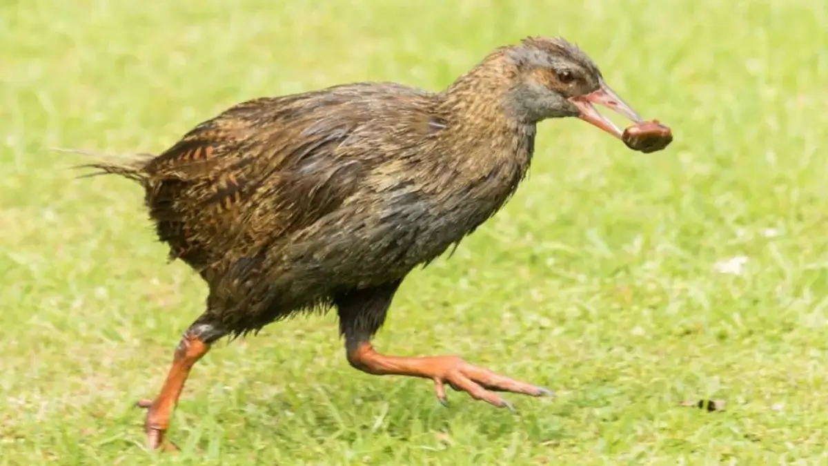 Top-10 Flightless Birds in the World, Check the List