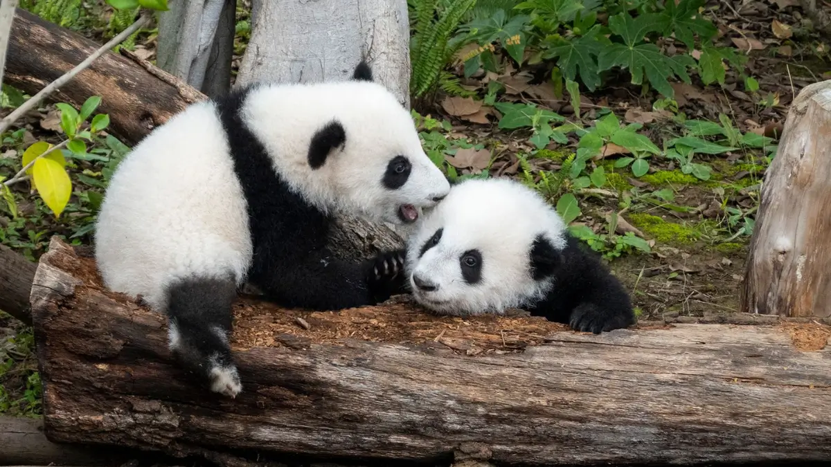 Top-10 Countries with the Most Pandas by 2025, Check the List