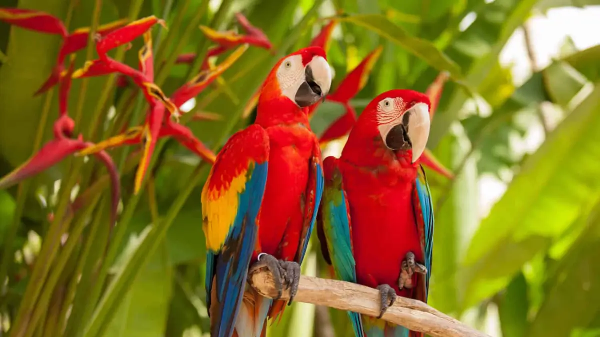 Top-7 Most Colorful Birds in the World, Know the Names