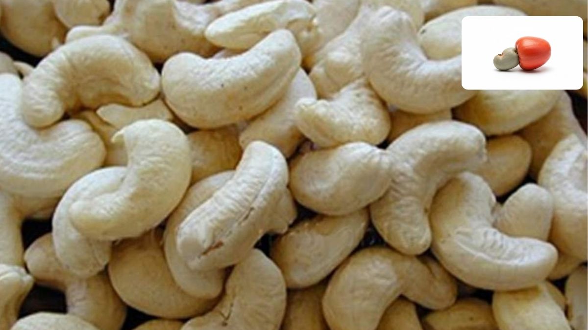 National Cashew Day 2025 Celebrating the Nut That’s Not a Nut!