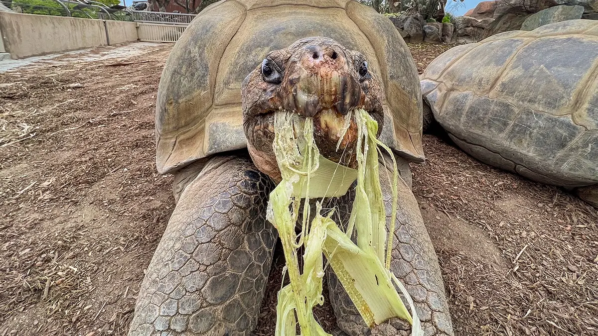 Gramma the Galápagos Tortoise Dies at 141 – A Legacy of Endurance