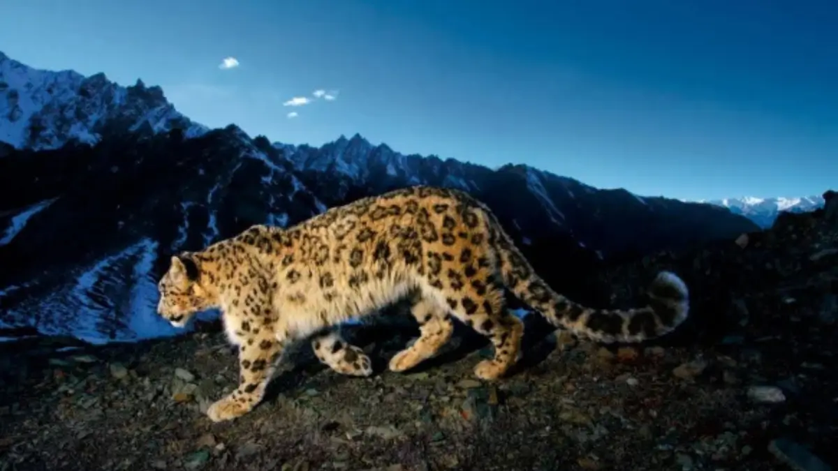 Which Animal is known as the Ghost of the Mountains?