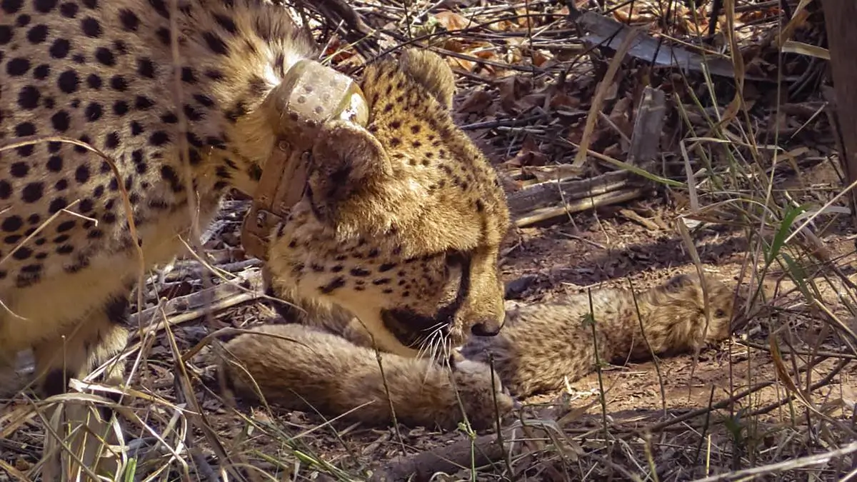 Kuno National Park: Location, District, Cheetah Population & Recent Developments