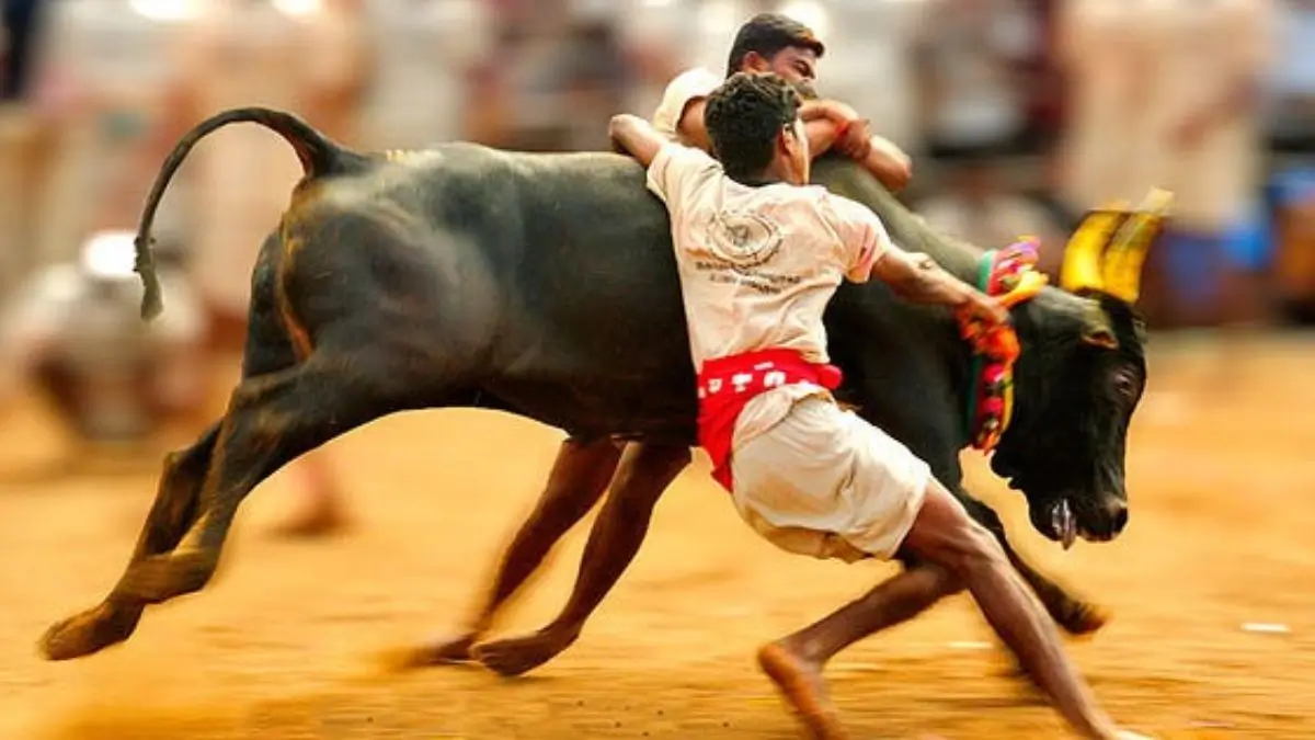 Tamil Nadu to Begin Jallikattu 2026 with Event at Thatchankurichi