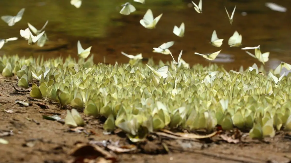 Aralam Declared Kerala’s First Butterfly Sanctuary