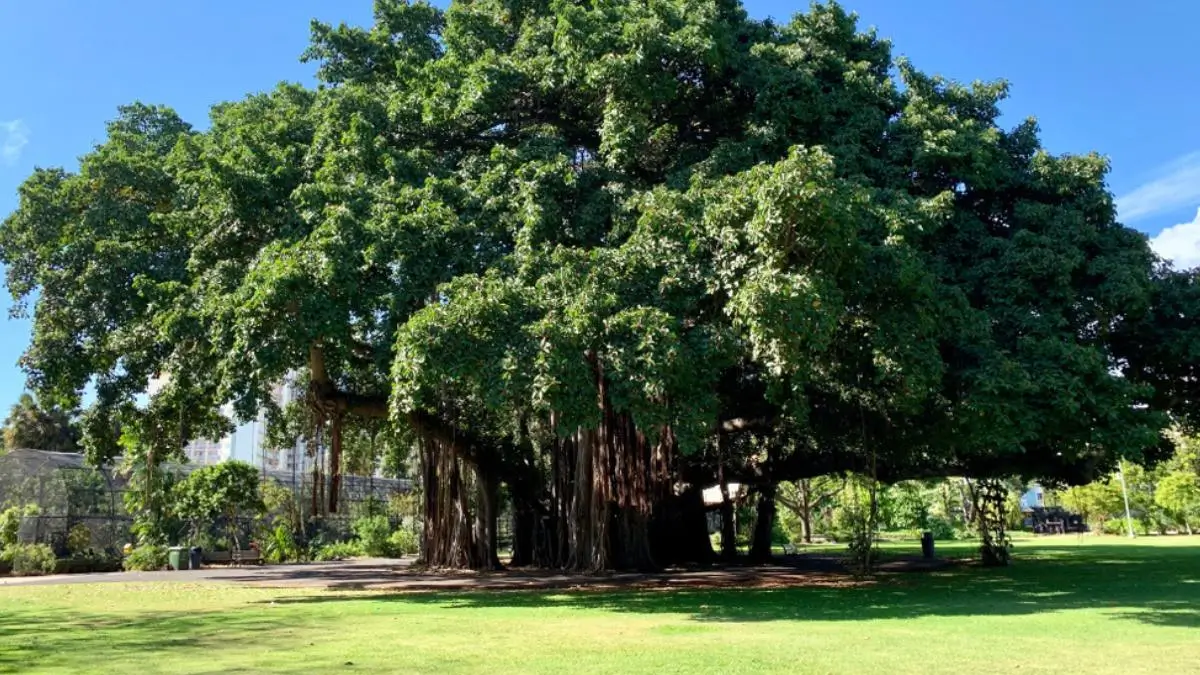 Which Tree is known as the King of Trees?