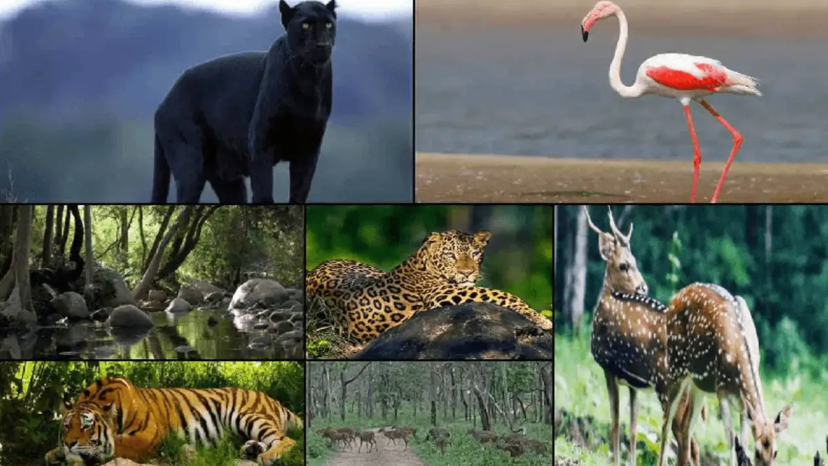 Do You Know Which is the Largest Wildlife Sanctuary in India?