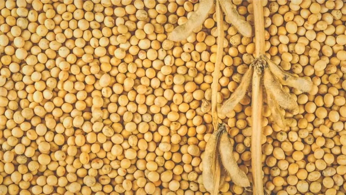 Which is the Largest Soybean Producing Country in the World?
