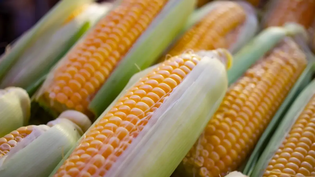Which Crop is known as the Queen of Cereals? Know the Reason