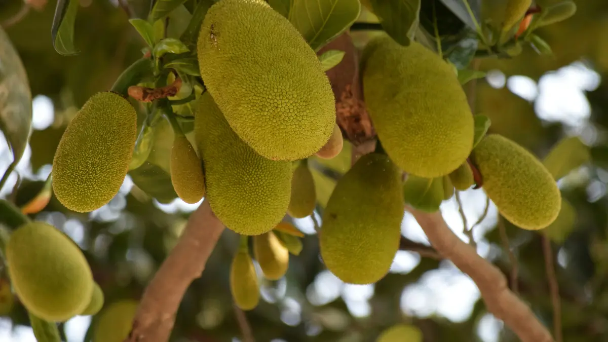 Which State is the Largest Producer of Jackfruit in India?