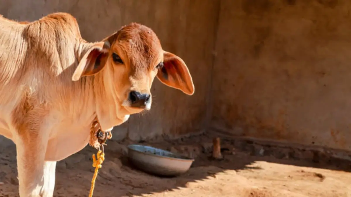 India’s First National Cow Culture Museum To Come Up In Mathura - What Will It Showcase?