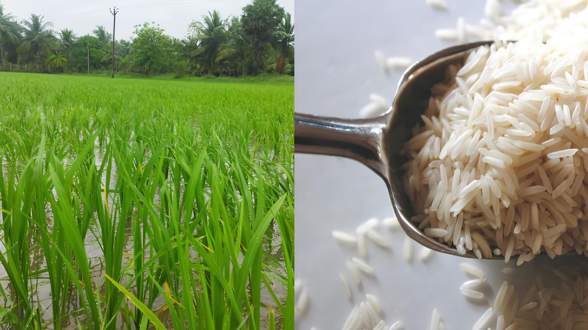 Which District is known as the Rice Bowl of Haryana?